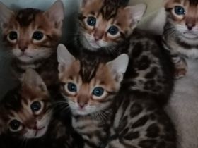 Hallo.. Ich bin Maciej. Ich habe vier kleine