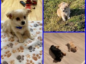 Chihuahua Junge Geimpft und entwurmt gut sozialisiert