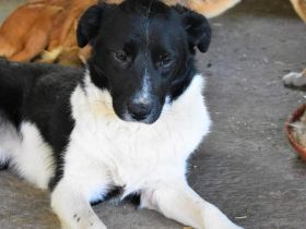 Kenji, m, 03.08.2021, max mgw KENJI Geb. 03.08.2021