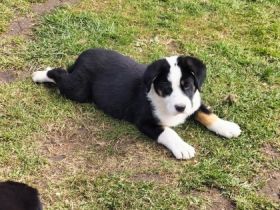 Unsere Berner Sennen Hündin hat am 21.01.2022 6 kleine