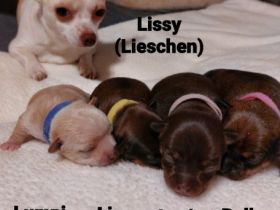 Am 02.01.2022 sind meine 4 Chihuahua Welpen geboren. 3