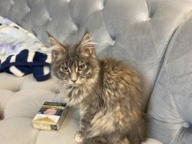 Diva, Hallo zusammen, leider muss ich mich schweren