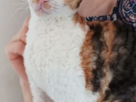 Liebevolle und verspielte Kätzchen suchen ein neues