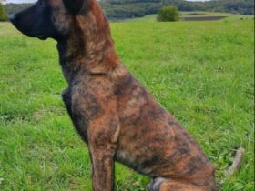 Boy ist erst seit Oktober 2021 bei uns. Wir haben uns