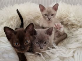 Unser Kitten sind reinrassige Rasse: Europäische