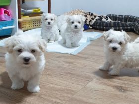 Rasse: Malteser Wurfdatum: 05.11.2021 Alter: 11 wochen.