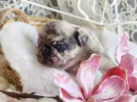 Hallo liebe Mops Freunde.Unsere Emma hat am 28.12.2021