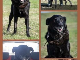 Belmondo, Beschreibung siehe auf Datei unten oder über