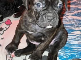 Hallo Unsere Old English Bulldog Hündin Lotte hatte am