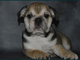 wunderschöne, kräftig gebaute englische