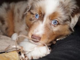 Hey, wir haben noch 2 mini Aussie abzugeben. Die Mutti