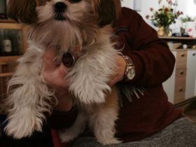 Sie ist geimpft, gechipt und regelmäßig entwurmt