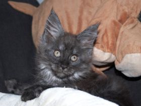 Rassetypische, verspielte Mädchen (black smoke & black,