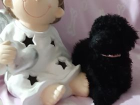 Herziges kleines Kleinpudelmädchen in schwarz. Sie wird