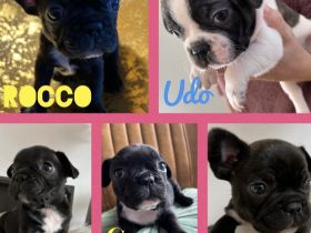 Am 30.12.21 hat unsere Hündin 5 wunderschöne Welpen zur