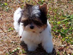 Bild schöne reinrassige Biewer Yorkshire Terrier Welpen