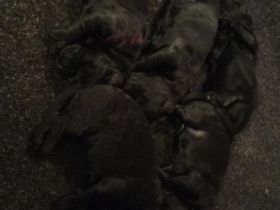 Liebe Hundefreunde, endlich haben unsere Welpen am 04