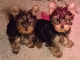 Ich suche eine liebvolle Familie für Welpen vom