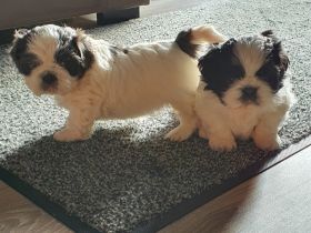 ShihTzu Welpen aus liebevoller Hobbyzucht. Es ist Gina
