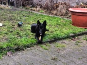 Ronja, Wir verkaufen unsere wunderschöne schwarze 7,5