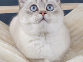 Wir haben einen wunderschönen , reinrassigen BKH Jungen