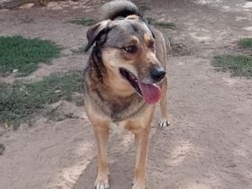 Name: Gino Geschlecht: männlich Alter: geb.ca. Januar