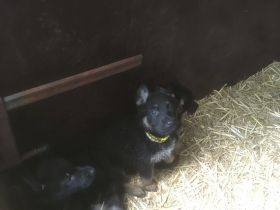 Hallo unsere Hündin hat acht gesunde Welpen zur Welt