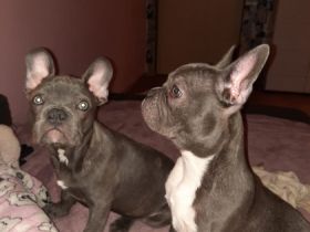 Unsere Welpen suchen ein schönes Zuhause, Gerne können