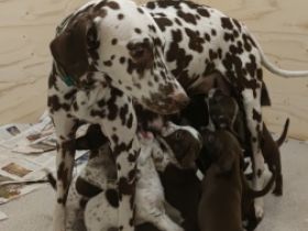 Am 29.12.2021 ist unsere Rasselbande geboren. Es sind 5