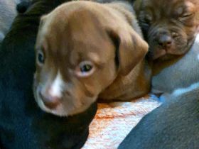 Olde English Bulldogge/American Bulldog,