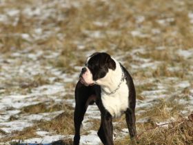 Indiana, Ich biete aus schwierigen familiäre Gründe