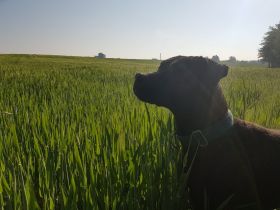 Wir suchen für unsere sechs-jährige, aktive