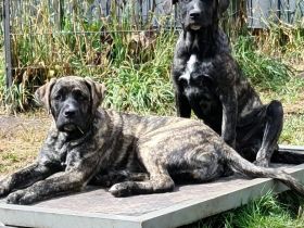 Hallo liebe Presa Liebhaber, Sind Sie auf der Suche