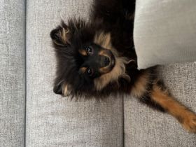 Wir verkaufen unseren Pomeranian Spitz aufgrund der