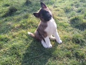 Unsere wundervolle Hündin Luna hat am 02.12.2021/03.12