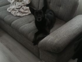 Ballou ist 7 Jahre alt , kennt Katzen sowie Kinder