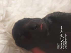 Unsere Hündin Emma ( deutscher schäferhund/