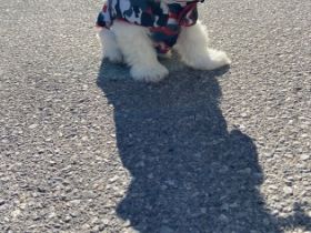 Zum Verkauf werden Welpen der Rasse Mini Malteser