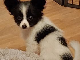 Es suchen noch 2 jungs und ein kleines Mädchen das