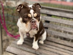 Die kleine Maus wird schweren Herzens abgegeben, aus