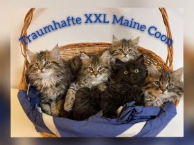 Aus einer Traumverpaarung sind 5 atemberaubende Kitten 