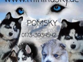 Der aktuelle Wurf ist bereits reserviert. Wurfplanung