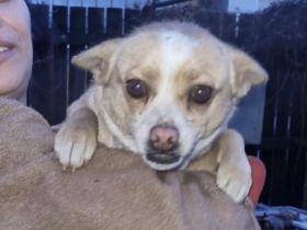 Greta - Knuddelmaus, Unsere kleine Greta, ein ca 4