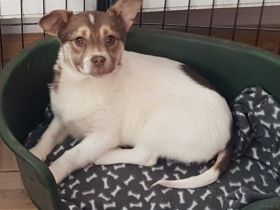 Asta ist einer von 3 Geschwistern die Mutterseelen