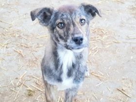 Suki ist ein ca 4 Monate altes Mischlingsmädchen, wir