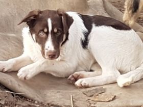 Sina ist ein wunderschöner Mischling, sicher ist ein