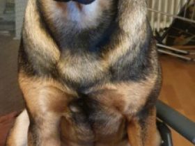 Hallo, ich heiße Rocco und bin etwas über ein Jahr alt.