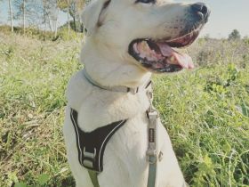 Wir haben 4 wunderschöne Welpen in schwarz, weiß und