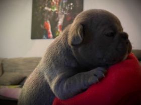 Unsere Hündin hat am 16.01.2022 Wunderschöne Welpen zur