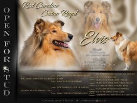 Red Caroline Casino Royal